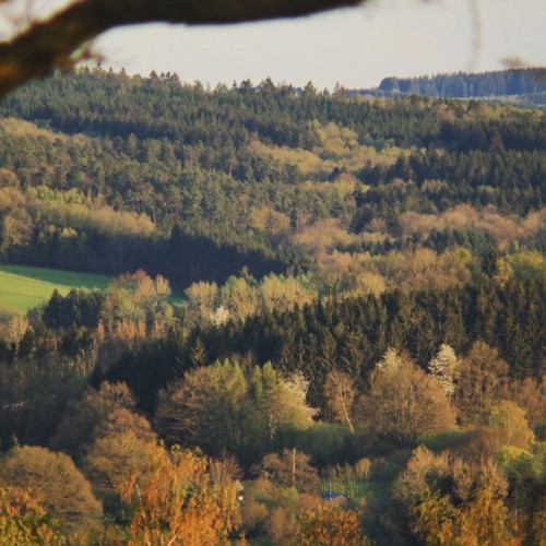 Forêt de Wallonie